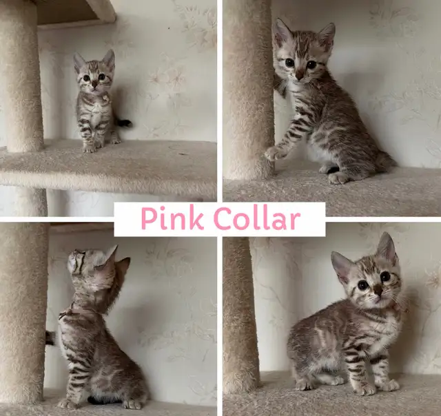 TICA Registered Bengal Kittens - Photo 7