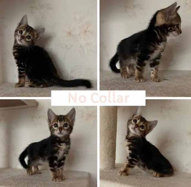 TICA Registered Bengal Kittens - Photo 9