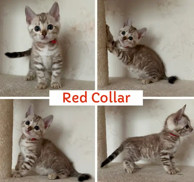 TICA Registered Bengal Kittens - Photo 10