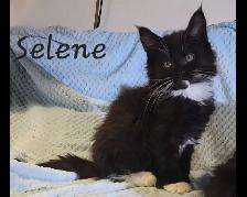 Maine Coon Kittens XL Ready to go!