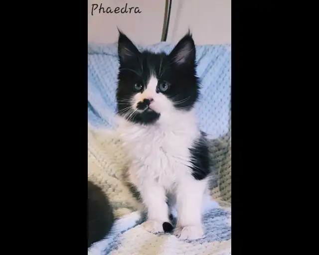 Maine Coon Kittens XL Ready to go! - Photo 3