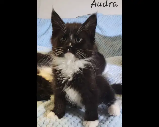 Maine Coon Kittens XL Ready to go! - Photo 6