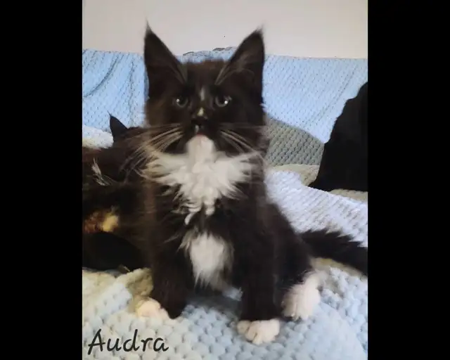 Maine Coon Kittens XL Ready to go! - Photo 7