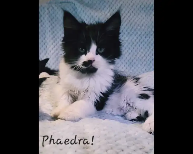 Maine Coon Kittens XL Ready to go! - Photo 8