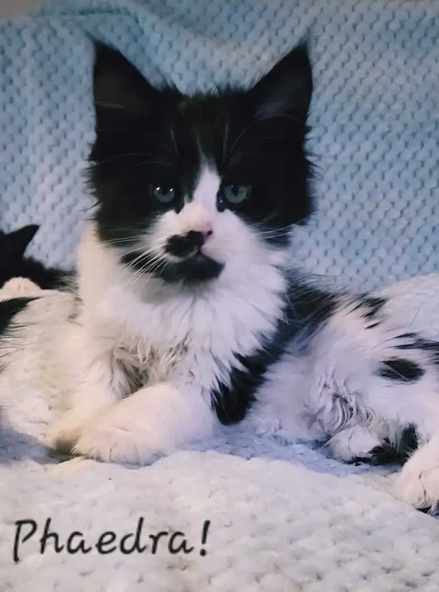 Maine Coon Kittens XL Ready to go! - Photo 9