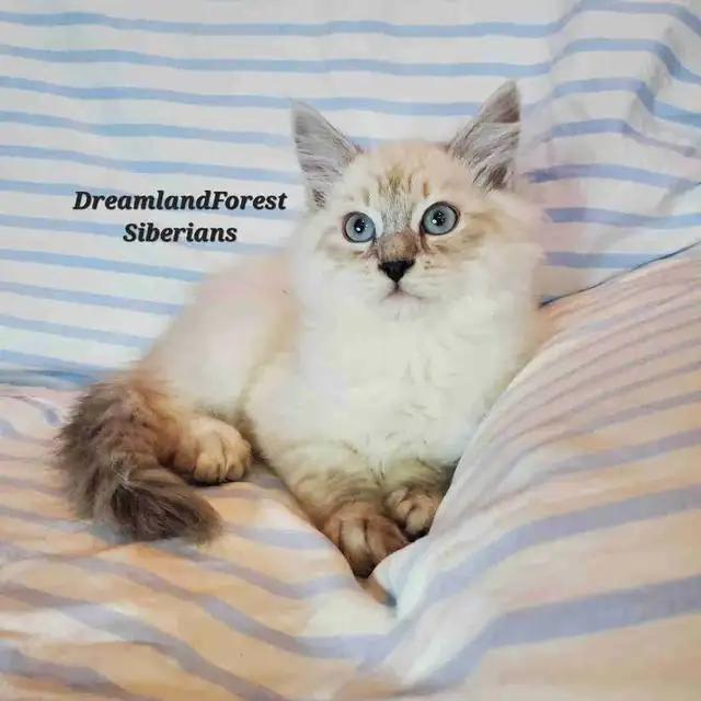 Hypoallergenic TICA Registered Siberian Kitten