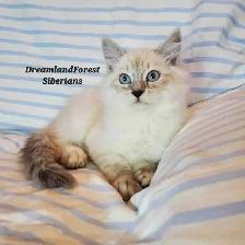 Hypoallergenic TICA Registered Siberian Kitten