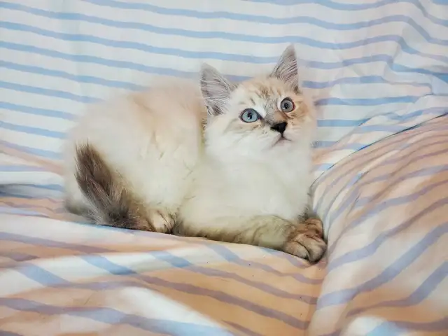 Hypoallergenic TICA Registered Siberian Kitten - Photo 2