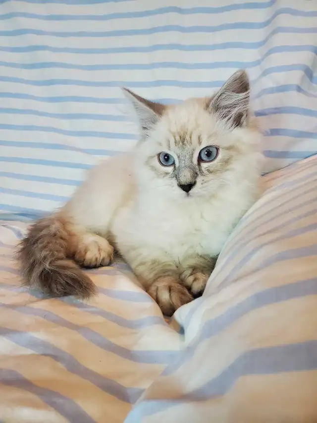 Hypoallergenic TICA Registered Siberian Kitten - Photo 4