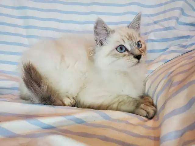 Hypoallergenic TICA Registered Siberian Kitten - Photo 6