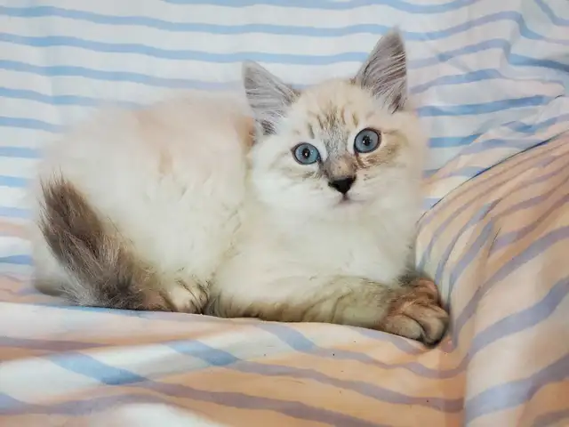 Hypoallergenic TICA Registered Siberian Kitten - Photo 9