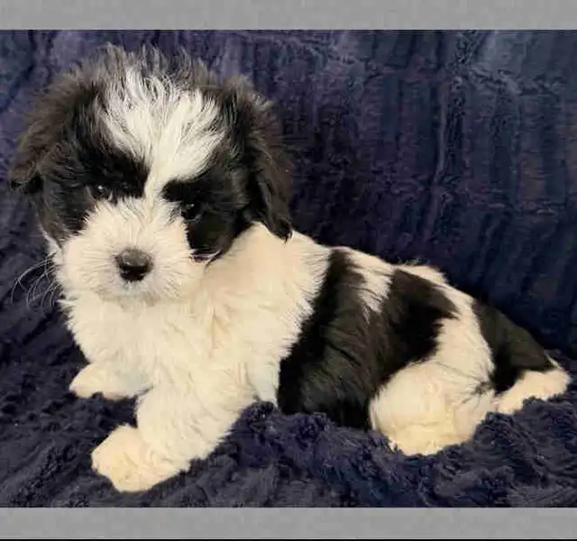 Adorable Biewer Yorkie Puppies