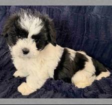 Adorable Biewer Yorkie Puppies