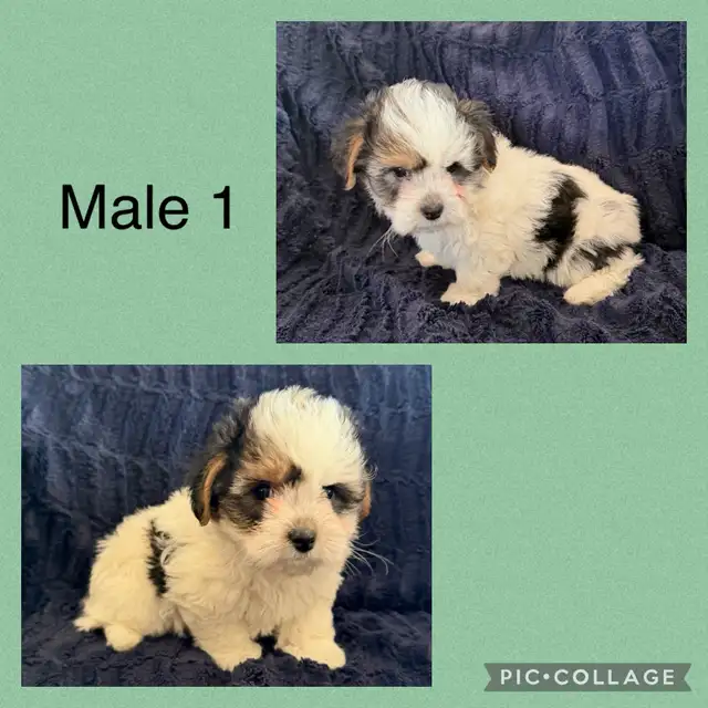 Adorable Biewer Yorkie Puppies - Photo 2