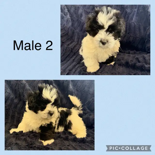 Adorable Biewer Yorkie Puppies - Photo 3