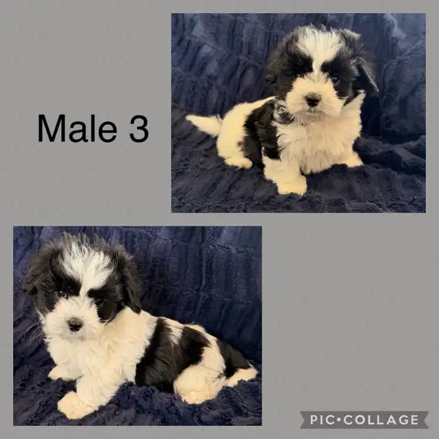 Adorable Biewer Yorkie Puppies - Photo 4