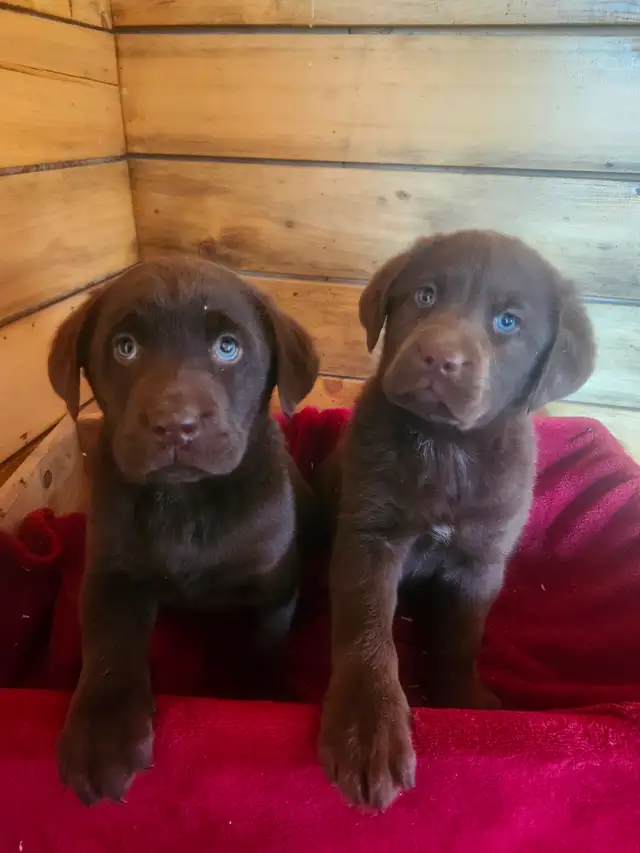 Labrador  ckc - Photo 4