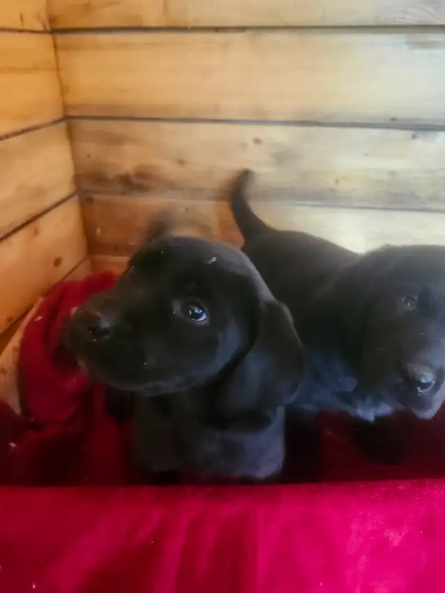 Labrador  ckc - Photo 5