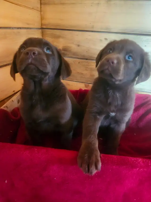 Labrador  ckc - Photo 7