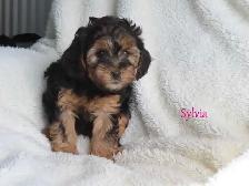 Yorkiepoo puppies