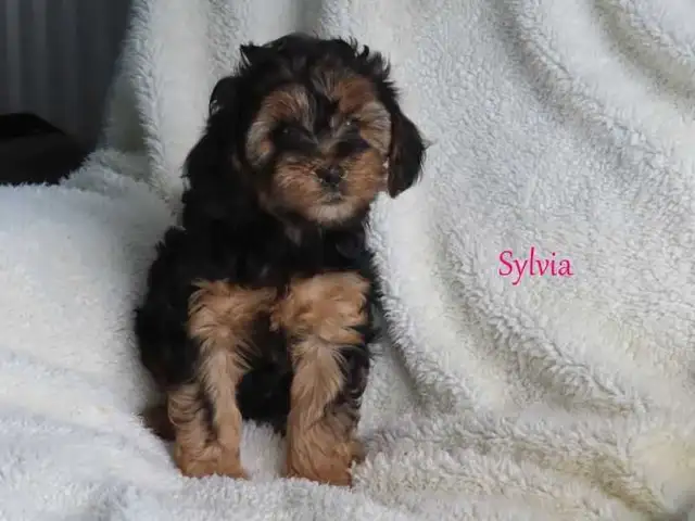 Yorkiepoo puppies - Photo 2