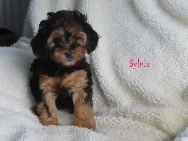 Yorkiepoo puppies - Photo 3