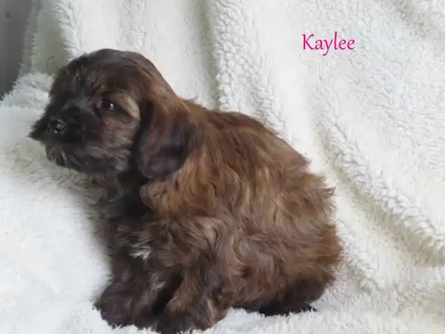 Yorkiepoo puppies - Photo 4