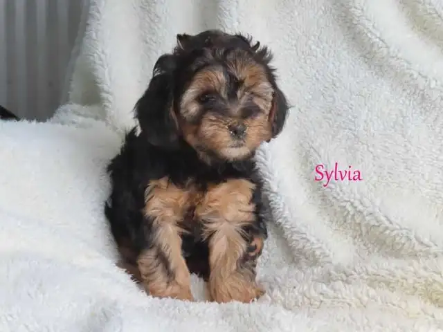 Yorkiepoo puppies - Photo 5