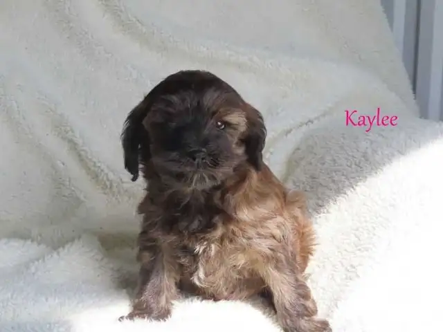 Yorkiepoo puppies - Photo 6