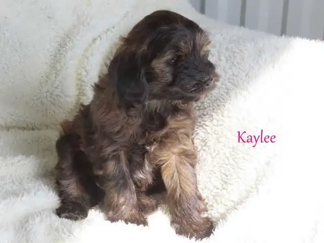 Yorkiepoo puppies - Photo 7