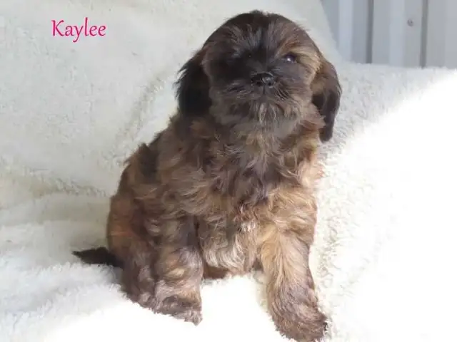 Yorkiepoo puppies - Photo 8