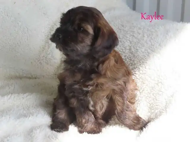 Yorkiepoo puppies - Photo 9