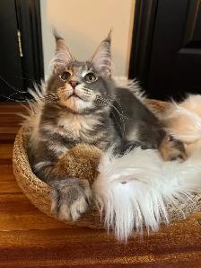 Chaton Maine Coon