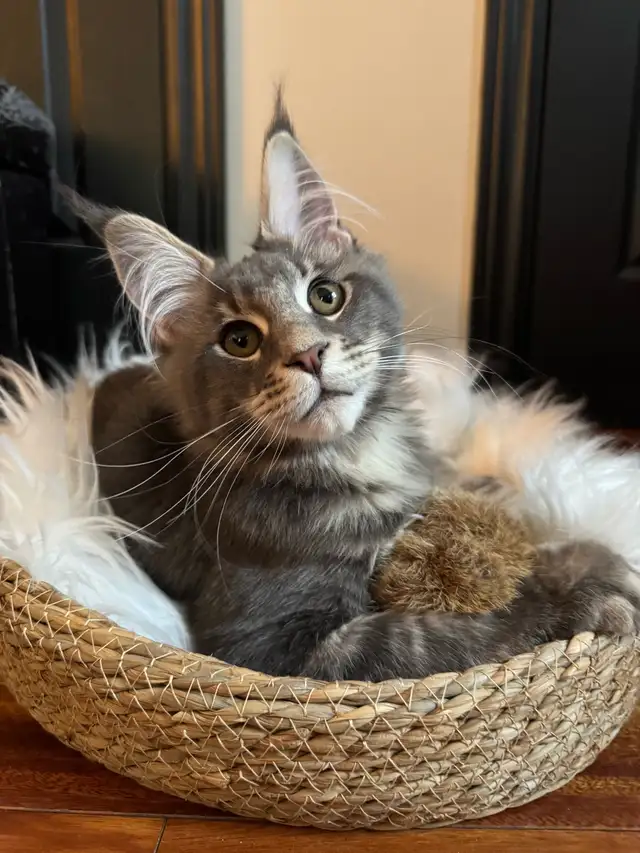 Chaton Maine Coon - Photo 2