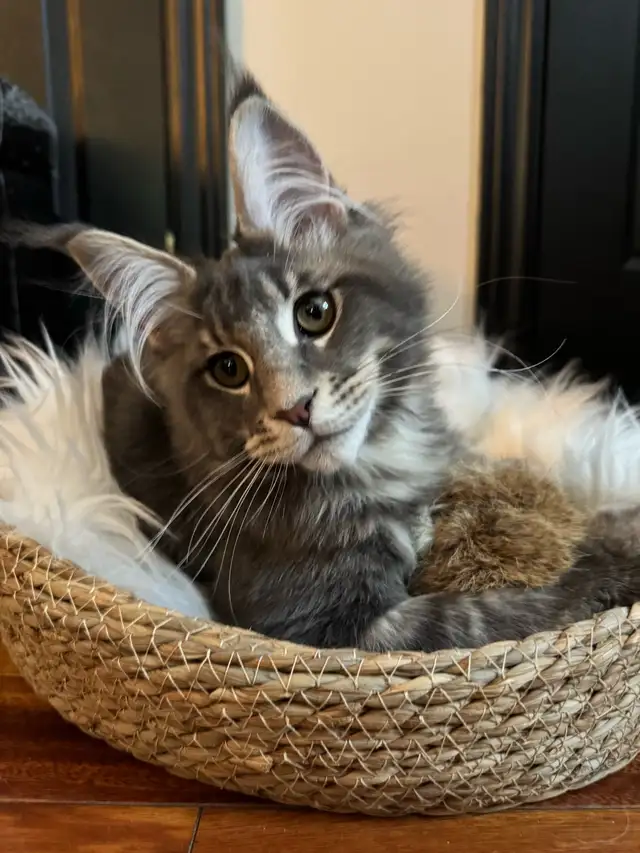 Chaton Maine Coon - Photo 3