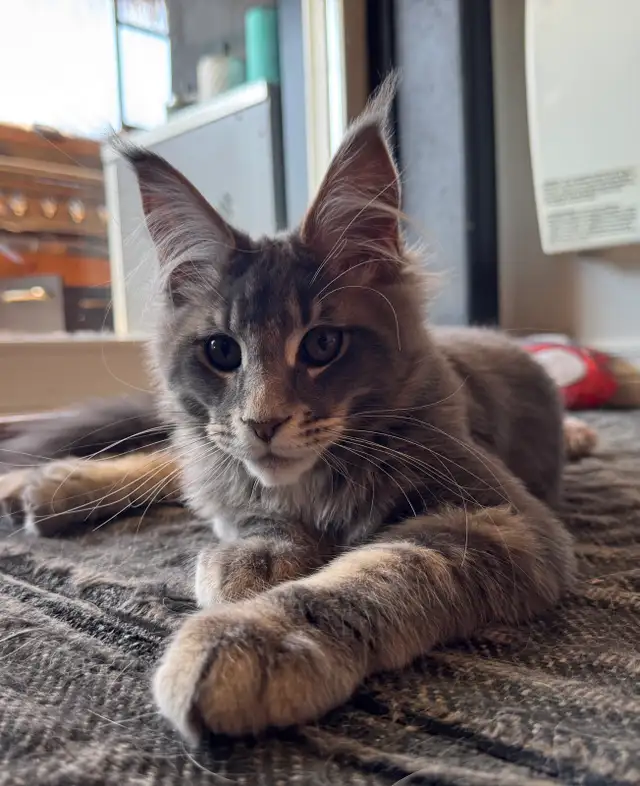 Chaton Maine Coon - Photo 4