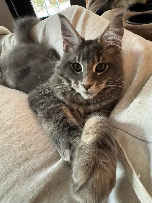 Chaton Maine Coon - Photo 5