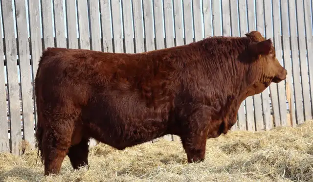 Yearling Simmental Bull
