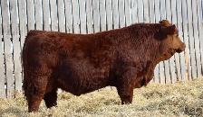 Yearling Simmental Bull