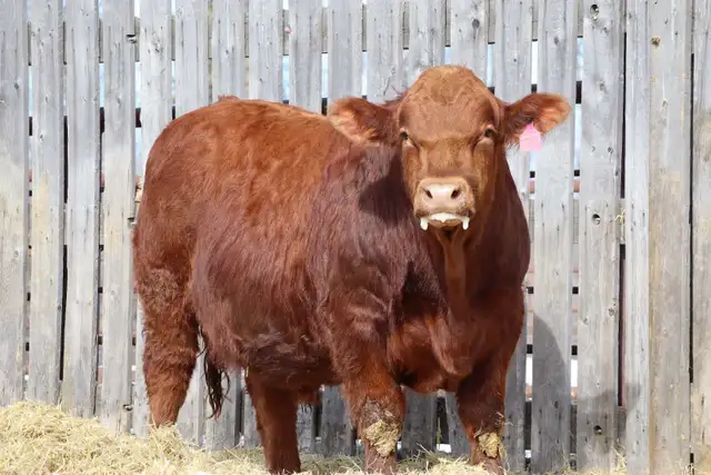 Yearling Simmental Bull - Photo 2