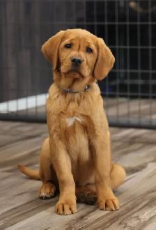 Bruce -Health Tested Parents for Genetically Sound Goldador Pups