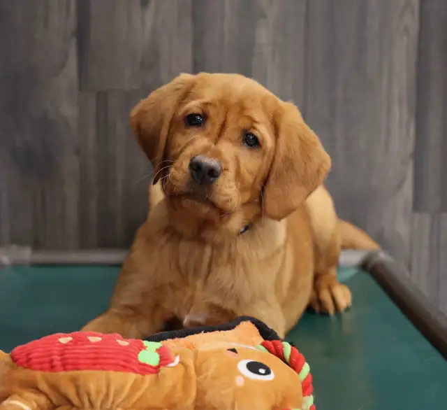 Bruce -Health Tested Parents for Genetically Sound Goldador Pups - Photo 2