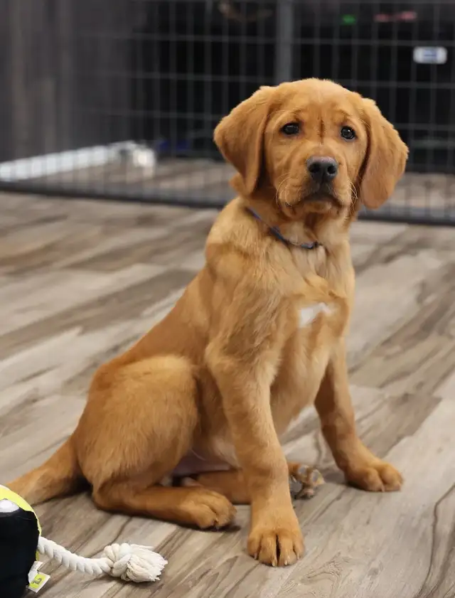 Bruce -Health Tested Parents for Genetically Sound Goldador Pups - Photo 3