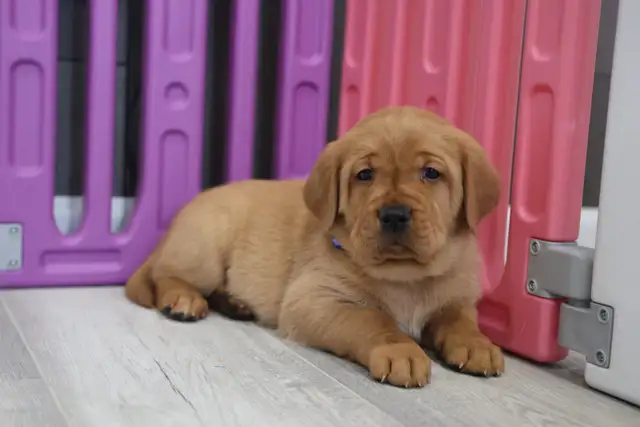 Bruce -Health Tested Parents for Genetically Sound Goldador Pups - Photo 4