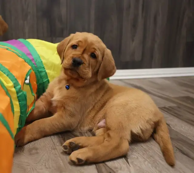 Bruce -Health Tested Parents for Genetically Sound Goldador Pups - Photo 5