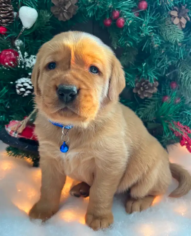 Bruce -Health Tested Parents for Genetically Sound Goldador Pups - Photo 6