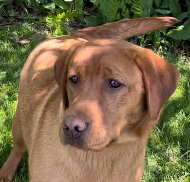 Bruce -Health Tested Parents for Genetically Sound Goldador Pups - Photo 7