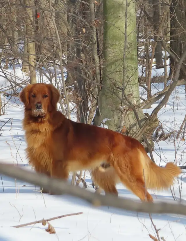 Bruce -Health Tested Parents for Genetically Sound Goldador Pups - Photo 8