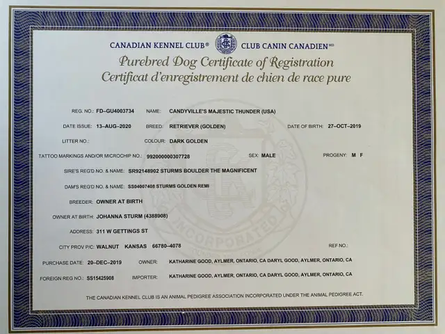 Bruce -Health Tested Parents for Genetically Sound Goldador Pups - Photo 9