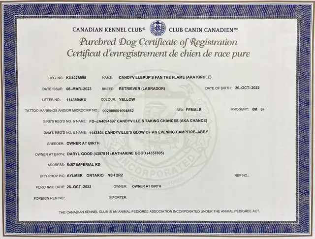 Bruce -Health Tested Parents for Genetically Sound Goldador Pups - Photo 10